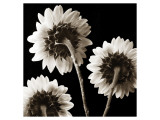 Buy Sunflowers Trio at AllPosters.com