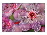 Buy Cherry at AllPosters.com