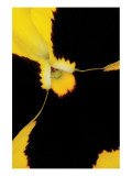 Yellow Pansy