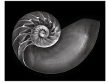 Buy Nautilus in Black and White at AllPosters.com