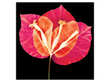 Buy Bougainvillea at AllPosters.com