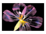 Buy First Blush Variation at AllPosters.com