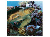 Sea Turtle IV