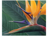 Strelitzia II