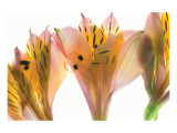 Alstromeria