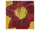 Red Day Lily I