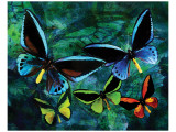 Blue Butterfly