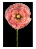 Buy Falling in Love at AllPosters.com