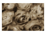 Buy Sepia Roses at AllPosters.com