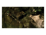 Ocelot Venture