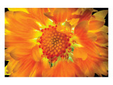 Buy Gaillardia Lit From Behind at AllPosters.com