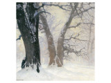 Snow Covered Oaks in the Sun