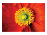 Poppy