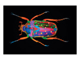 Buy Coleoptera at AllPosters.com