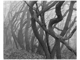 Buy Potato Creek Gnarled Trees Black and White at AllPosters.com