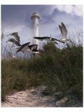 Lighthouse Terns II