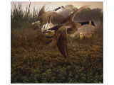 Morning Geese