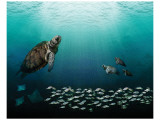 Sea Turtles