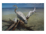 Heron Crossroad