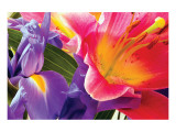 Buy Conversing Flowers at AllPosters.com