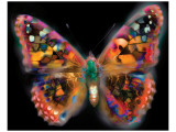 My Brilliant Butterfly