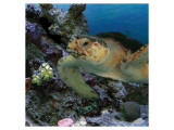 Sea Turtle III