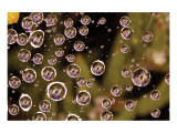 Buy Stars Like Diamonds at AllPosters.com