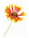 Gaillardia II