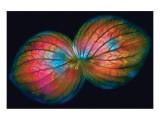 Buy Oregano Leaves at AllPosters.com
