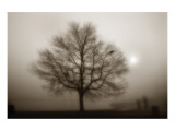 Lone Tree Sepia