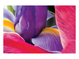 Buy Iris Rising at AllPosters.com