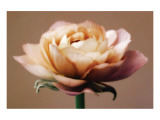 The Perfect Rose
