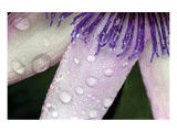 Buy Passiflora Christmas at AllPosters.com