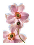 Anemone Japonica IV