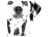 Dalmatian Date III