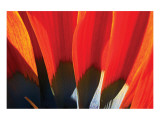 Gazania Petals