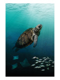 Sea Turtle Rising