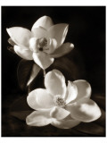 Buy Magnolia II at AllPosters.com
