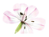 Buy First Blush at AllPosters.com