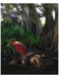 Spoonbill Plight