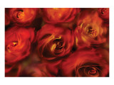 Buy Roses Are Red at AllPosters.com