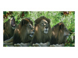Lions