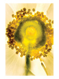 Core of The Anemone