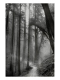 Woodland Path