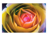 Fire Spiral in The Flower