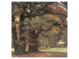 Oaks in the Park of Wechselburg