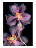 Buy Anemone on Black at AllPosters.com