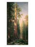Giant Trees, Mariposa Grove, California