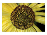 Spiral Into Sunflower