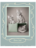 Box Set